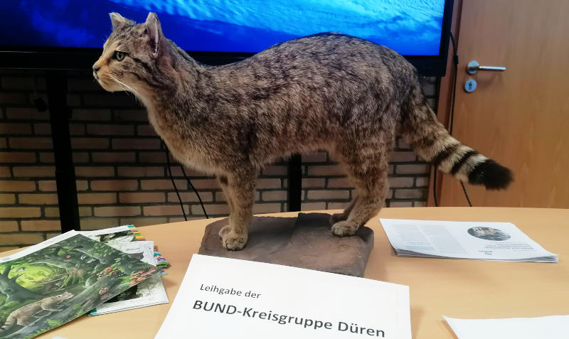 Eine ausgestopfte Wildkatze auf einem Tisch.